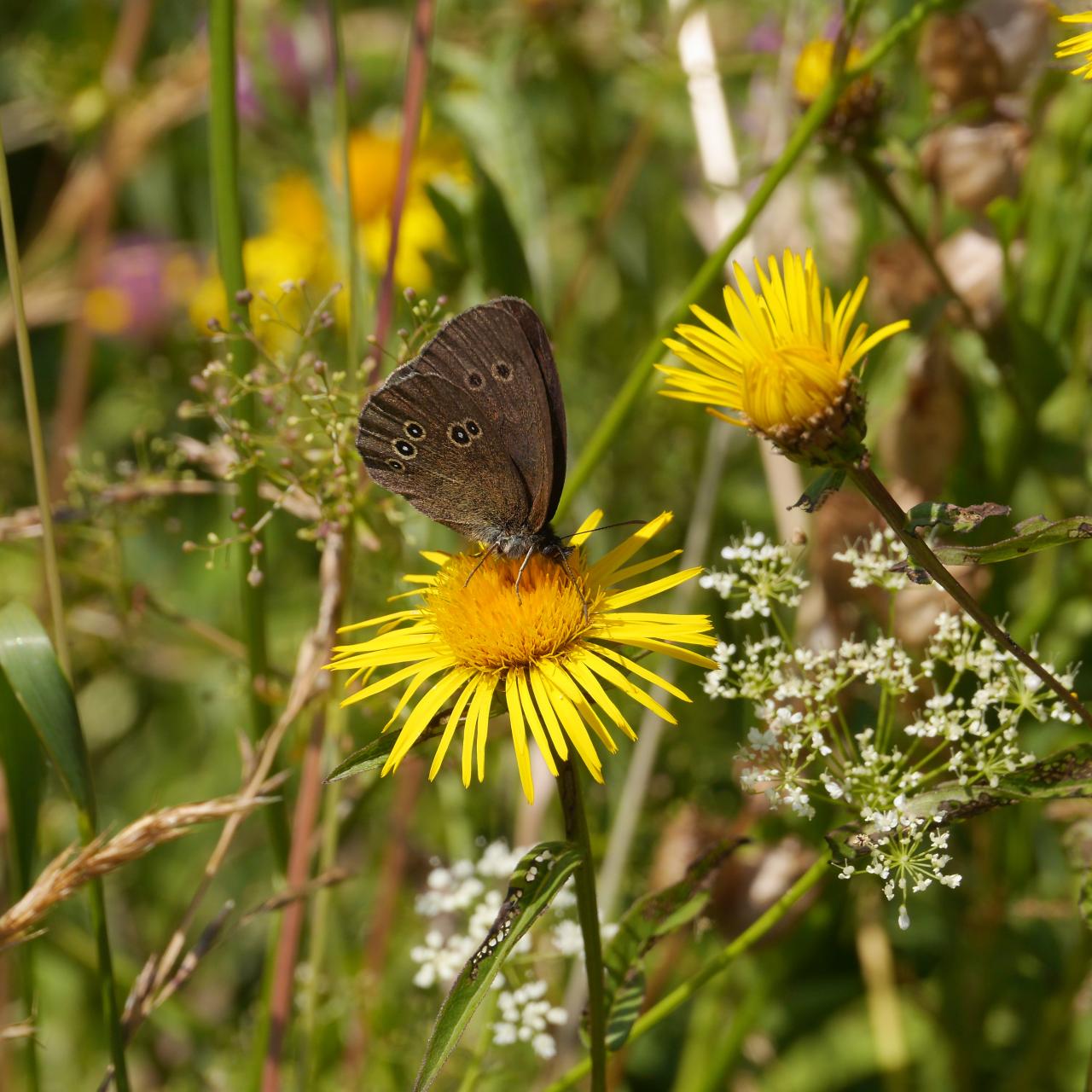 Brauner Waldvogel ©Gebhard Boehle